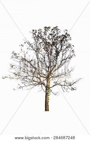 Trees Isolated On White Background, Tropical Trees Isolated Used For Design, Advertising And Archite