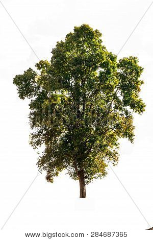 Trees Isolated On White Background, Tropical Trees Isolated Used For Design, Advertising And Archite