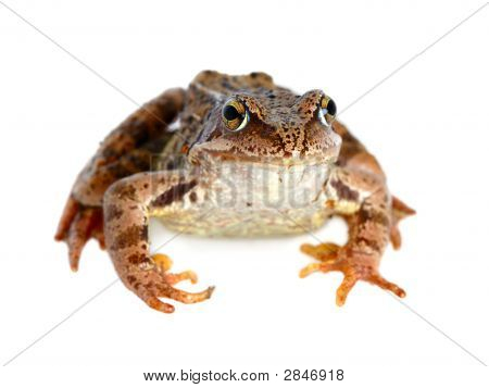 Grenouille