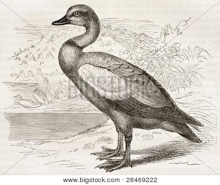 Červený Shelduck staré ilustrace (Tadorna ferruginea). Vytvořil Kretschmer a Schmid, zveřejněné na