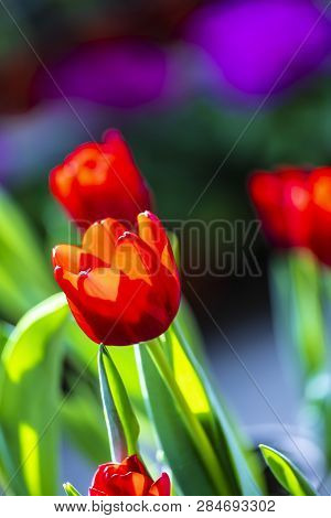 Tulip - Pplants And Flowers,hotographed In Changchun, China