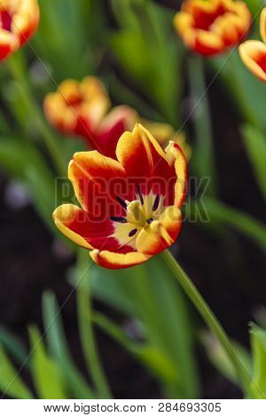 Tulip - Pplants And Flowers,hotographed In Changchun, China