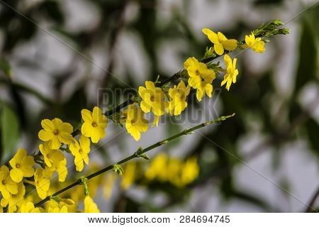 Jasminum Nudiflorum - Plants And Flowers,photographed In Changchun, China