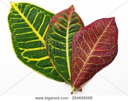 Red Codiaeum, Diffenbahya, Croton Plant Leafs. Close-up To The Leaf Veins And Pores. Flowerpot And L