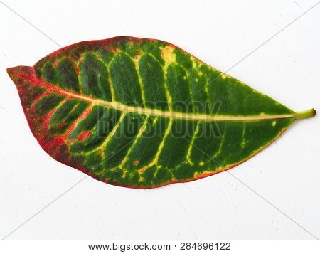 Croton Plant Leaf. Close-up To The Leaf Veins And Pores. Flowerpot And Lounge Flowers. Isolated Back