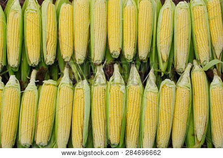 Boiled Corn In Boiling Water.cooked Corn Lined Up On The Counter. Everywhere Water Vapor. Corn Backg