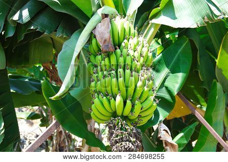 Turkish Anamur Bananas. Tree Ready For Harvest. Banana Cob