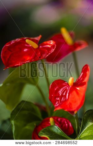 Anthurium Andraeanum Linden - Plants And Flowers