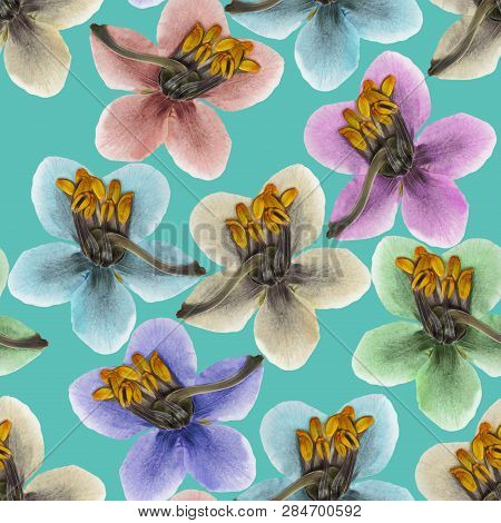 Pyrola. Texture Of Flowers. Seamless Pattern For Continuous Replicate. Floral Background, Photo Coll