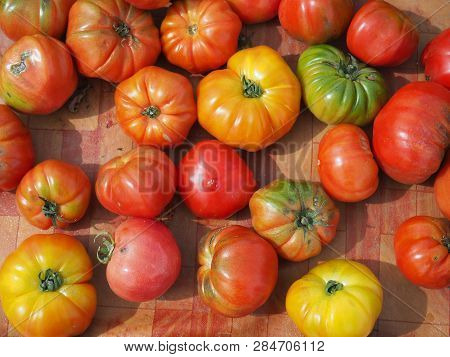 Colorful Field Tomatoes. Heirloom Tomatoes. Fresh Organic Ripe Tomatoes.