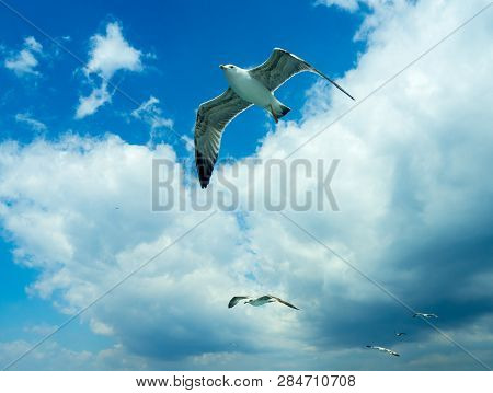 Seagull Soaring In The Blue Sky. Flight Over Bosform
