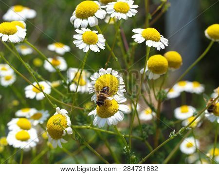 Yellow Prairie Daisies. Honey Bee Pollen Collecting