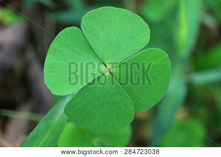 Closed Up The Lucky Symbol Four-leaf Clovers In The Green Field