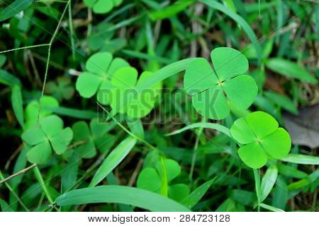 Bunch Of Vibrant Green Four-leaf Clovers In The Grass Field