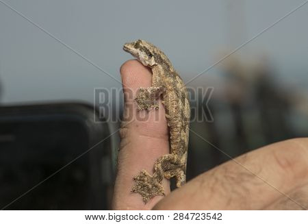 Ptychozoon Flying Gecko Sitting On The Finger.