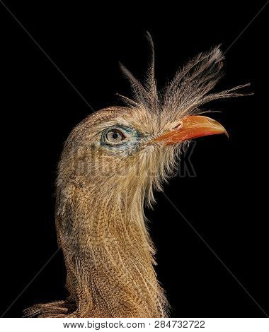 Portrait Seriema On Black Background. Seriema Live In South America. This Animal Is Wild Predator.