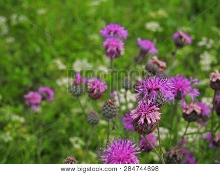 Brown Knapweed In The Meadow. Medical Plant Centaurea Jacea. Floral Background
