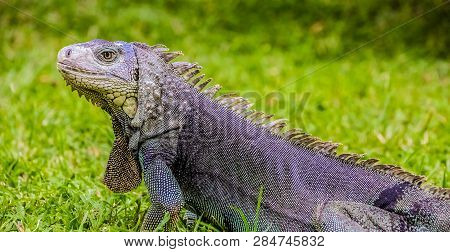 Close Up Of A Iguana On Grass