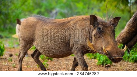 Close Up Of A Wild African Warthog