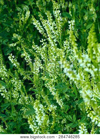 Melilotus Albus Flowers On Meadow. Medicinal Plant: White Sweet Clover