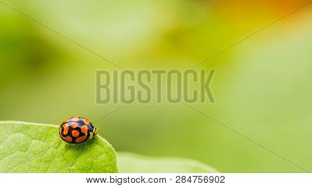 Orange Ladybug Close Up On A Green Leaf