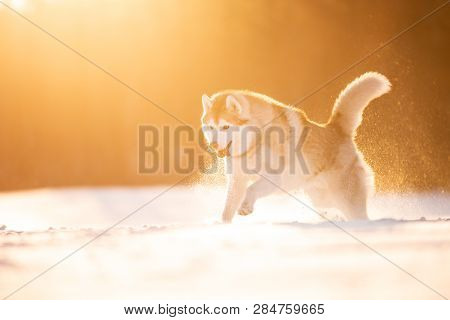 Portrait Of Crazy, Happy And Cute Beige And White Dog Breed Siberian Husky Running On The Snow In Th