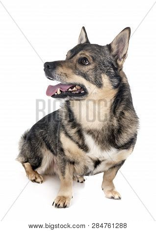 Swedish Vallhund In Front Of White Background