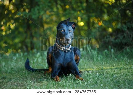 Black And Tan Doberman Pintcher Laying Outside