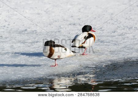 Pair Of Natural Shelduck (tadorna Tadorna) Standing On Frozen Lake, Ice, Water