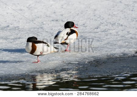 Two Natural Shelducks (tadorna Tadorna) Standing On Frozen Lake, Ice, Water