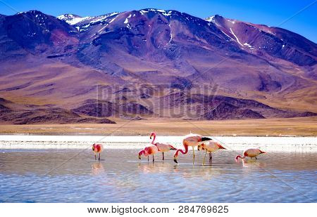 Beautiful flamingos at sunshine lagoon in mountanious Bolivia