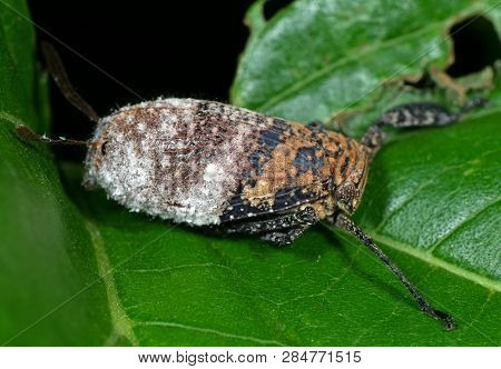 Macro Photography Of Planthopper On Green Leaf