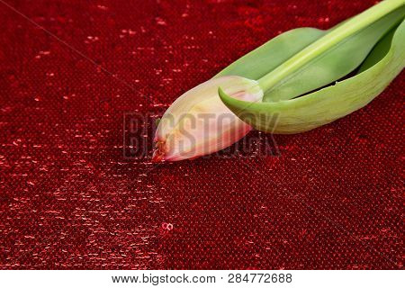 Red Fresh Spring Tulip On A Red Background From A Sequin (shiny Fabric)