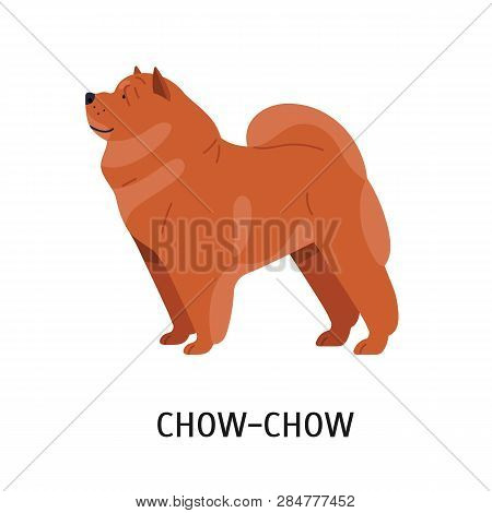 Chow Chow. Cute Lovely Companion Dog With Wrinkled Skin And Dense Fur Isolated On White Background. 