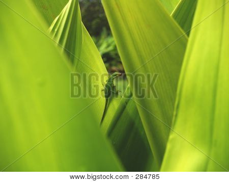 Yaprakları yeşil kertenkele