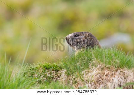 Head Of Natural Marmot (marmota Monax) In The Green Grassland