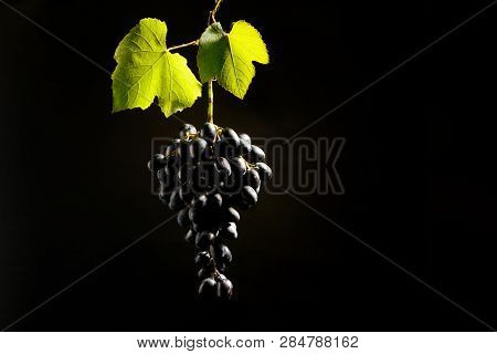 Bunch Of Red Grapes Hang On Black Background