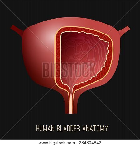 Urinary Bladder. Human Organ Anatomy. Editable Vector Illustration In Realistic Style Isolated On Da