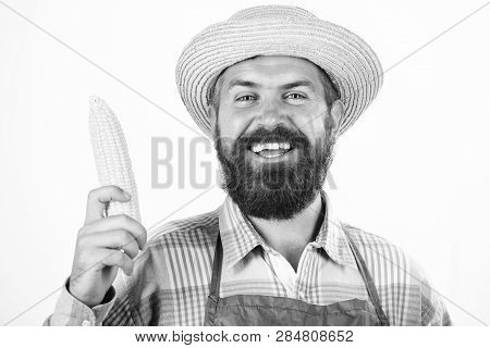 Farmer Straw Hat Hold Corncob Vegetable. Fresh Organic Vegetable Harvest. Man Bearded Presenting Cor
