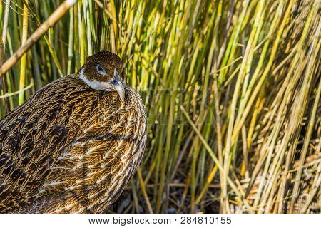 Female Himalayan Monal Pheasant, Tropical Bird From Asia