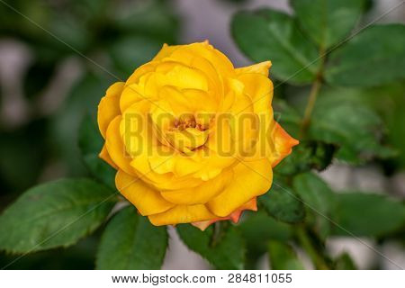 Yellow Blossoming Rose