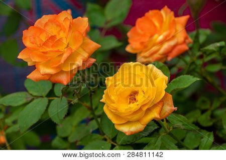 Yellow Roses On Bush With Leaves On Background, After Sunrasie In Morning