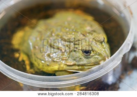 Pyxicephalus Adspersus. African Giant Bullfrog. The Green Frog Is A Water-plant, Digging Frog Sittin