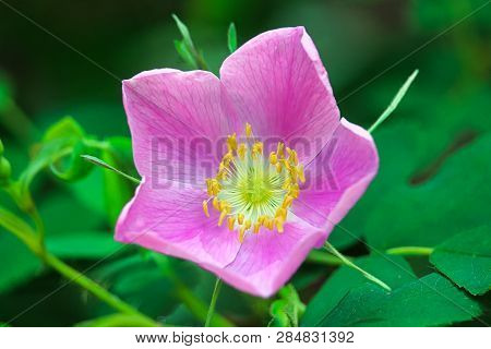 Closeup Of A Pink Wild Rose In Bloom
