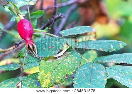 A Detailed View Of A Wiuld Rose Hip Against Old Leaves