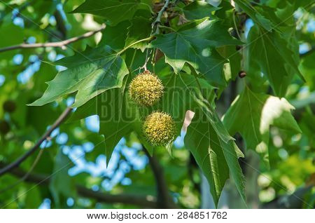 Leaves And Fruits Of American Sycamore Plane Tree Close-up In Rays Of The Morning Sun