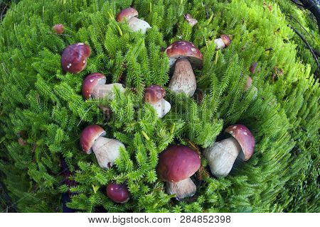 Harvest Of Mushrooms In The Carpathians Ukraine
