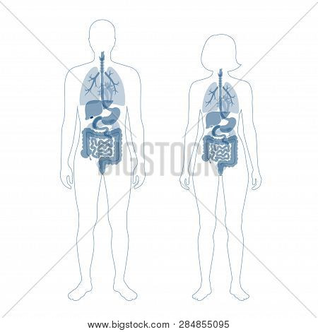 Vector Isolated Illustration Of Human Internal Organs In Body. Stomach, Liver, Intestine, Bladder, L