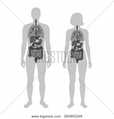 Vector Isolated Illustration Of Human Internal Organs In Body. Stomach, Liver, Intestine, Bladder, L