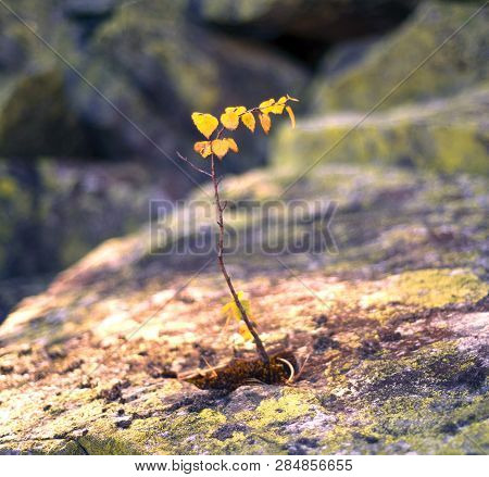 Lonely Heroic Birch On A Rock